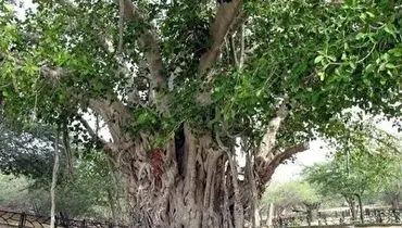 نابودکردن درخت انجیر معابد ۵۰۰ ساله کیش با هرس غیراصولی!+ فیلم