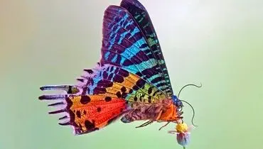 عکسی از زیبایی شگفت انگیز بال پروانه در زیر میکروسکوپ