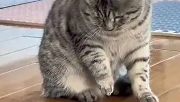 ویدئویی پربازدید از مواجهه جالب گربه با قورباغه