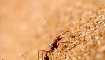 شگرد حیرت انگیز مورچه ها برای زندگی در بیایان سوزان نامیب+ فیلم