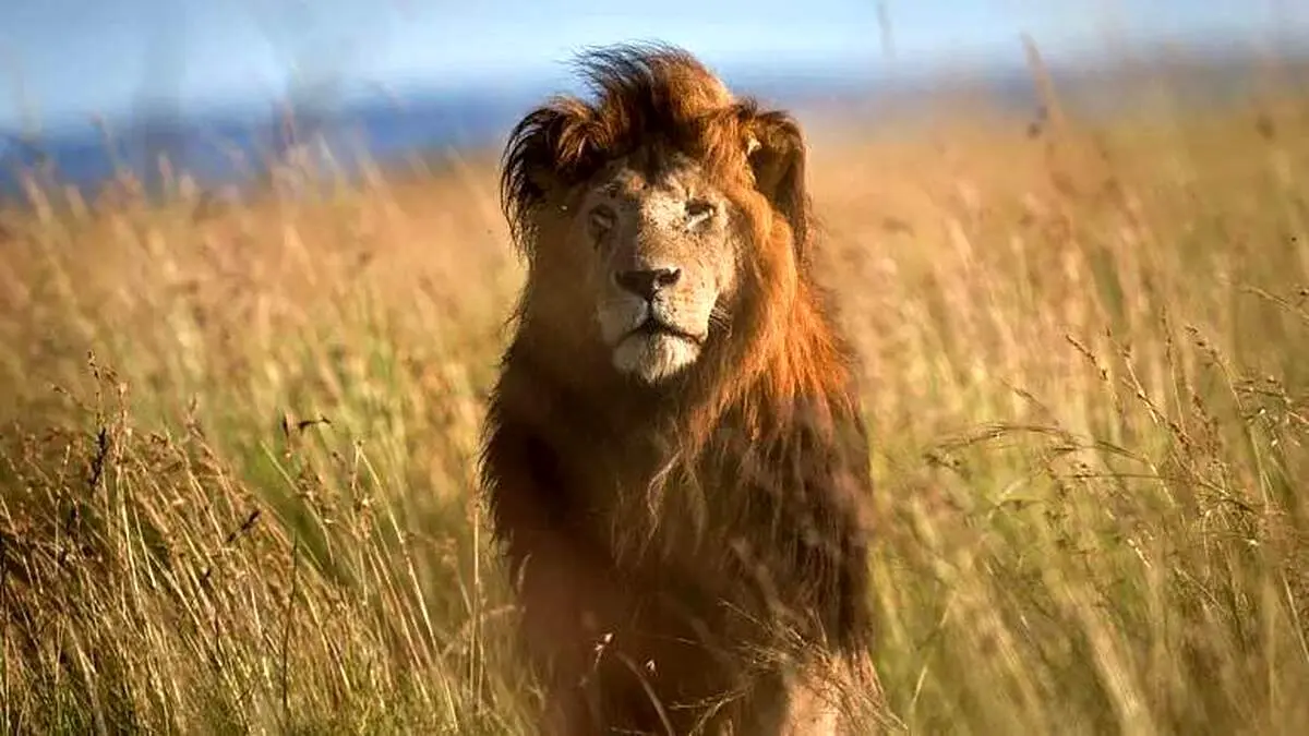 سرنوشت دردناک شیر پیر در کنیا
