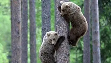 مهارت دیدنی دو خرس در بالا رفتن از درخت+ فیلم