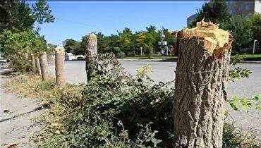 حکم قطع ۵۰ درخت صادر شد+ فیلم