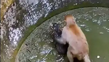 صحنه حیرت انگیز نجات یک بچه گربه توسط میمون!+ فیلم