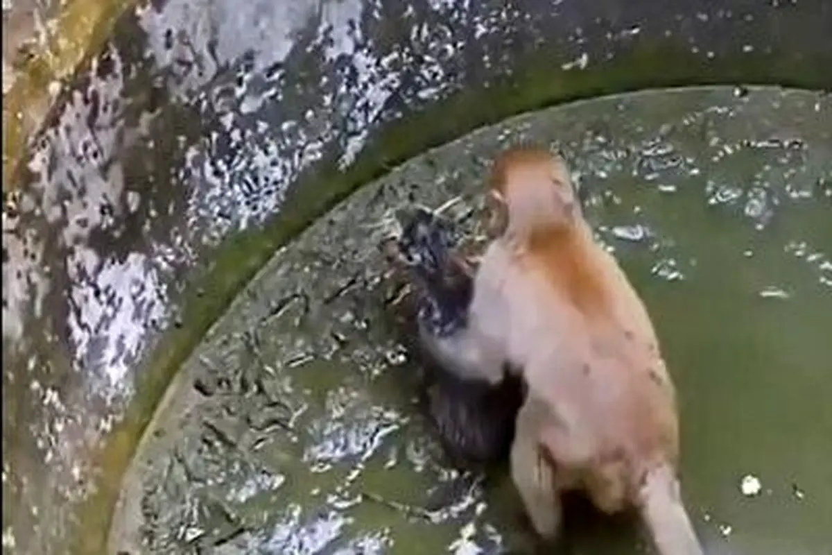 صحنه حیرت انگیز نجات یک بچه گربه توسط میمون!+ فیلم