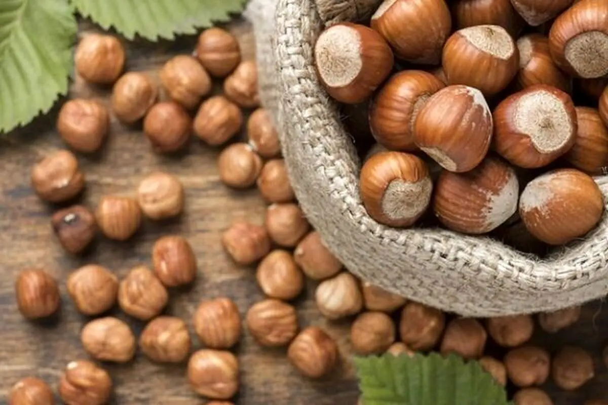 فندق چه فوایدی برای سلامت بدن دارد؟