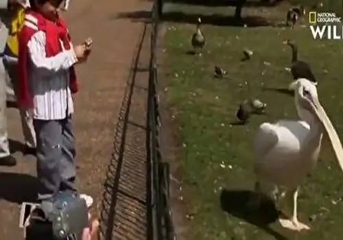 لحظه جالب نجات جان اردک بلعیده شده توسط یک پلیکان!+ فیلم