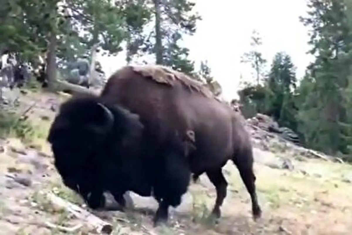 صحنه وحشتناک حمله بوفالوی آمریکایی به دختربچه+ فیلم (۱۶+)