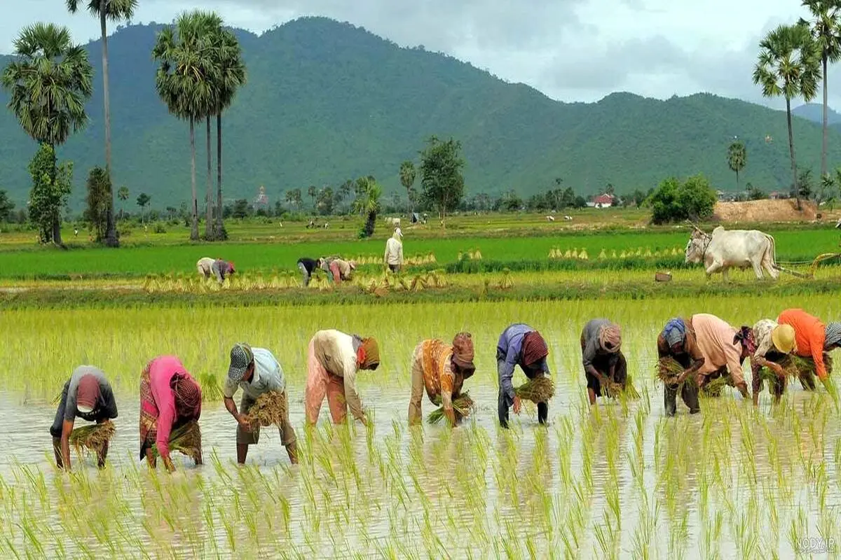 نماینده مازندران: تا دو دهه دیگر، برنج در شمال کاشت نخواهد شد!