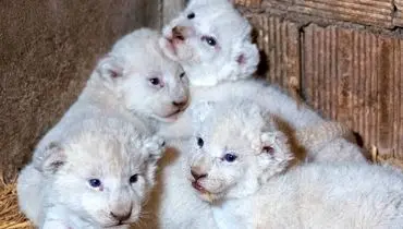 تولد شیرهای سفید ۴ قلو