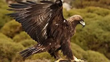قدرت باورنکردنی عقاب در شکار ماهی فوق سنگین+ فیلم