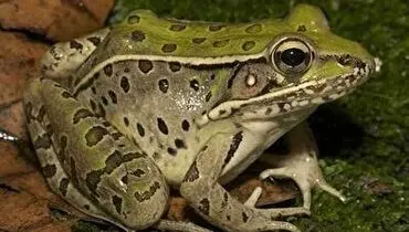 زد و خورد جالب قورباغه ها بر سر غذا+ فیلم