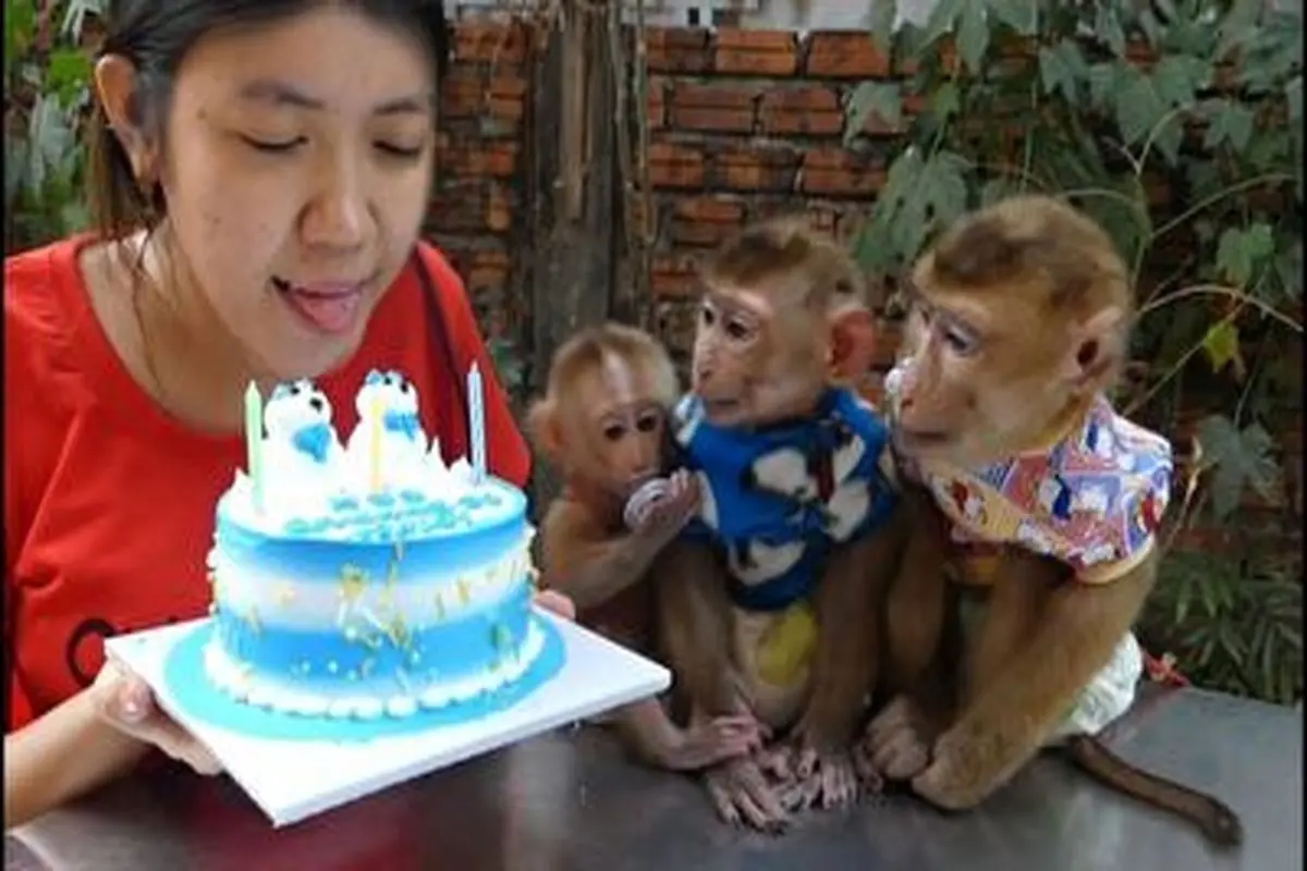 فیلمی خنده دار از کیک تولد خوردن میمون ها