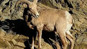 بز بازیگوش طعمه تیر برق شد+ فیلم