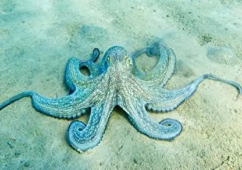 تغییر شکل حیرت انگیز یک اختاپوس در هنگام خطر!+ فیلم
