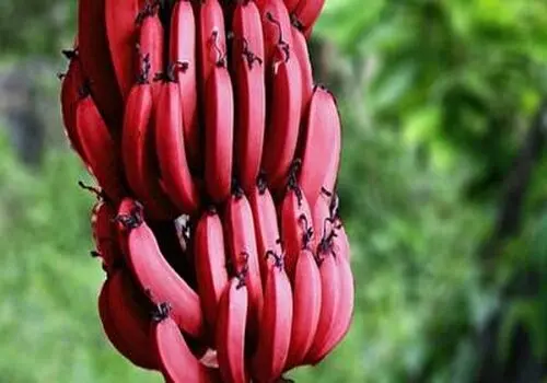 بهترین میوه‌ ها برای تقویت سلامت مغز