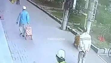 لحظه مرگ عابرپیاده بر اثر سقوط گربه از درخت!+ فیلم