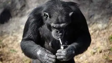 سیگاری شدن میمون تحت تاثیر یک دوست ناباب!+ فیلم