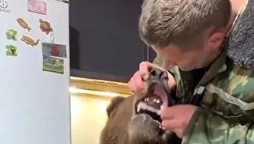 مسواک زدن دندان های خرس گیریزلی!+ فیلم