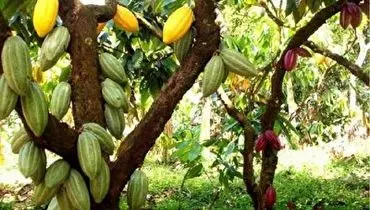 آشنایی با میوه درخت کاکائو+ فیلم