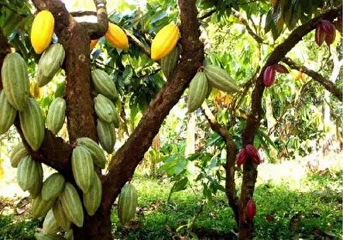 روزانه چقدر کاکائو بخوریم چاق نشویم؟
