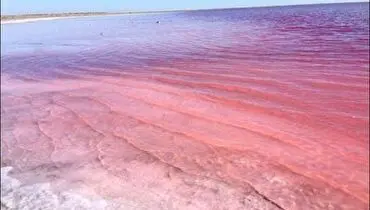 دریاچه‌ زیبایی که در اوج تابستان، صورتی می شود!+ فیلم
