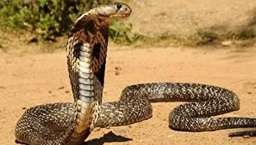 بوسیدن خطرناک مار شاه کبری ۴ متری توسط مرد جوان! + فیلم