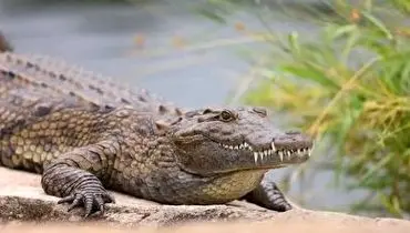 خنده و رفتار عجیب این تمساح بعد از گرفتن طعمه+ فیلم