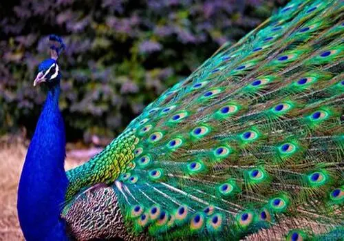 رازهای پر زرق و برق: نگاهی عمیق به زندگی خصوصی طاووس‌ها!