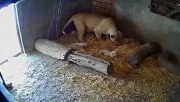 ویدئویی جالب از خانواده چهار توله شیر سفید کمیاب در کرج+ فیلم