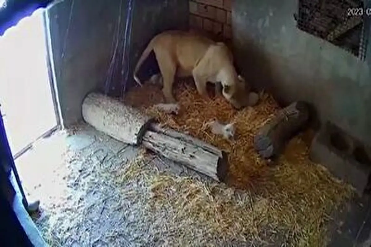 ویدئویی جالب از خانواده چهار توله شیر سفید کمیاب در کرج+ فیلم