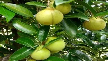 شکل جالب میوه جوز هندی! +عکس