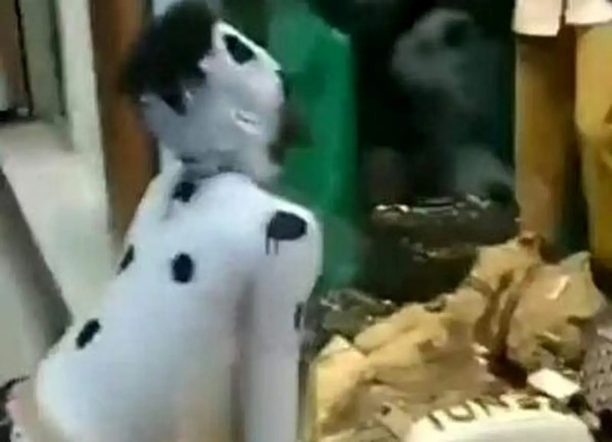 دستگیری ۲ جوان سگ نما در اسلامشهر!+ فیلم