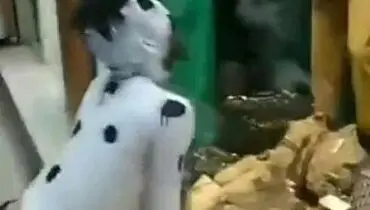 دستگیری ۲ جوان سگ نما در اسلامشهر!+ فیلم