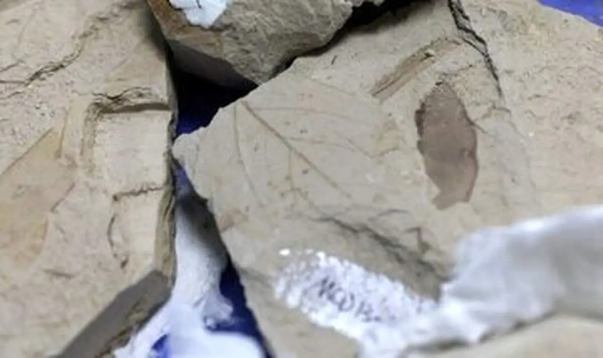 زندگی عجیب ترسناک ترین جانور دریایی در اعماق تاریکی!+ عکس