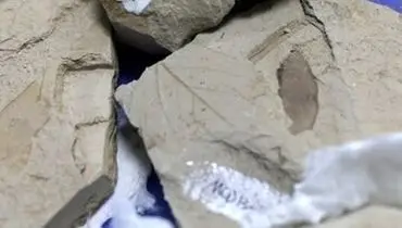 زندگی عجیب ترسناک ترین جانور دریایی در اعماق تاریکی!+ عکس