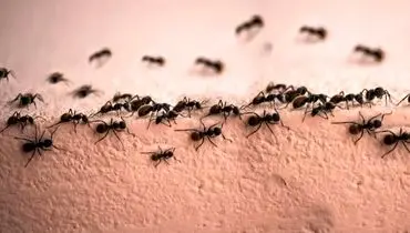 روش های خانگی برای فراری دادن مورچه ها
