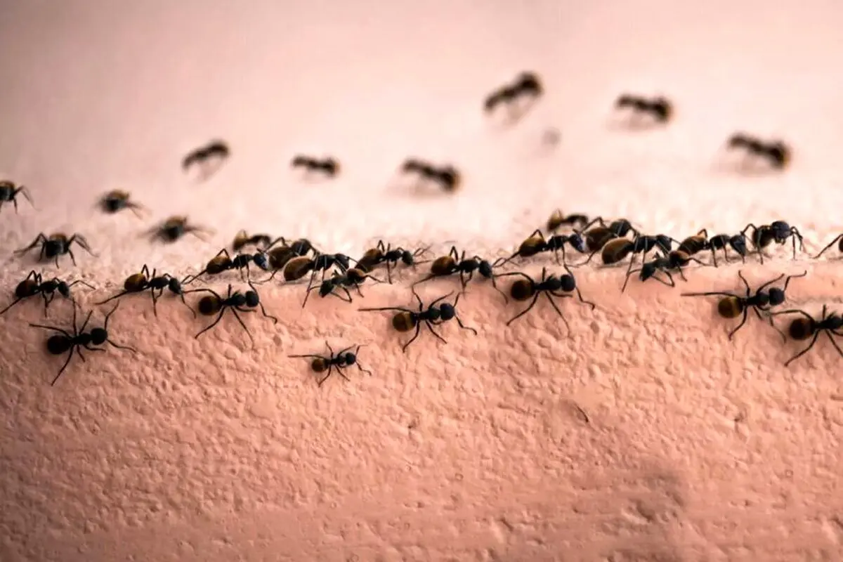 روش های خانگی برای فراری دادن مورچه ها