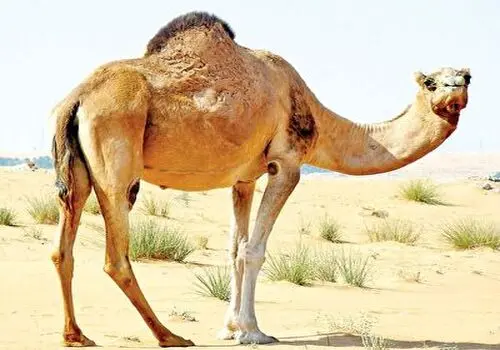 واکنش جالب شتر بعد از خوردن لیمو ترش+ فیلم