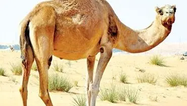 حمله ناگهانی شتر به کودک در باغ وحش!+ فیلم