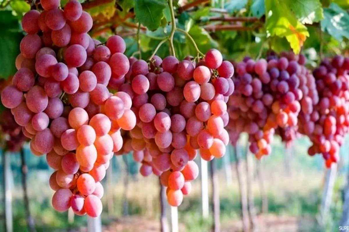 این میوه‌ را جایگزین کرم ضدآفتاب کنید