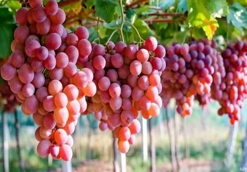 ساده‌ترین و کم‌هزینه‌ترین راه برای پیشگیری از پیری پوست