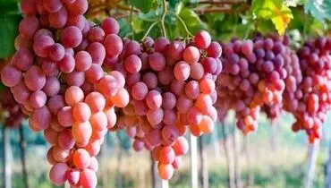 این میوه‌ را جایگزین کرم ضدآفتاب کنید
