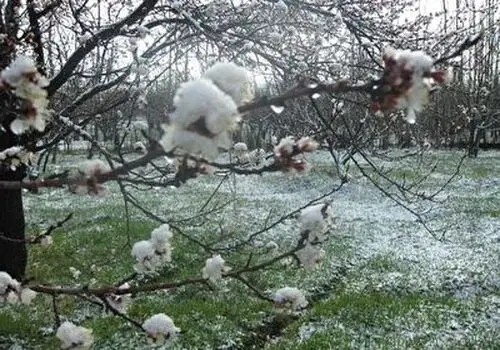بارش زیبای برف در "شمشک" دربندسر