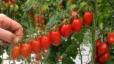 نحوه کاشت گوجه خوشه ای از طریق بذر