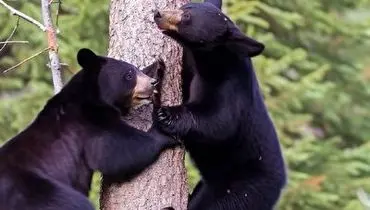 سرعت باورنکردنی ۲ خرس سیاه در بالا رفتن از درخت + فیلم