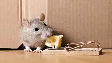 هوش باورنکردنی یک موش در از کارانداختن تله!+ فیلم