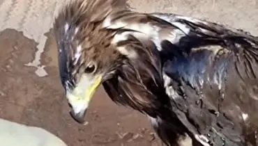 نجات پرنده تشنه گرفتار شده در داخل تانکر+ فیلم