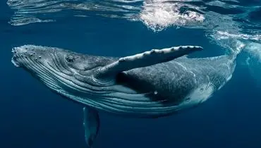 لحظه رویایی نوازش کردن یک نهنگ غول پیکر+ فیلم