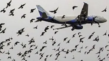لحظات دلهره آور مسافران پس از برخورد پرندگان به هواپیما+ فیلم